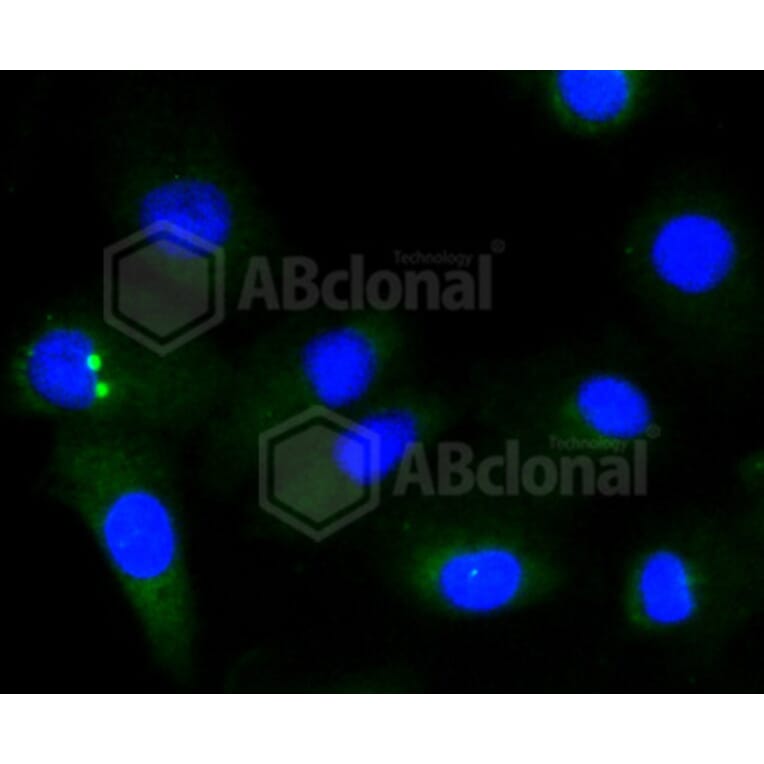 Immunofluorescence - Anti-GYS1 (phospho S641) Antibody (AP0644) - Antibodies.com