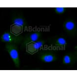 Immunofluorescence - Anti-GYS1 (phospho S641) Antibody (AP0644) - Antibodies.com