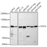 Western Blot - Anti-STAT6 Antibody (A80451) - Antibodies.com