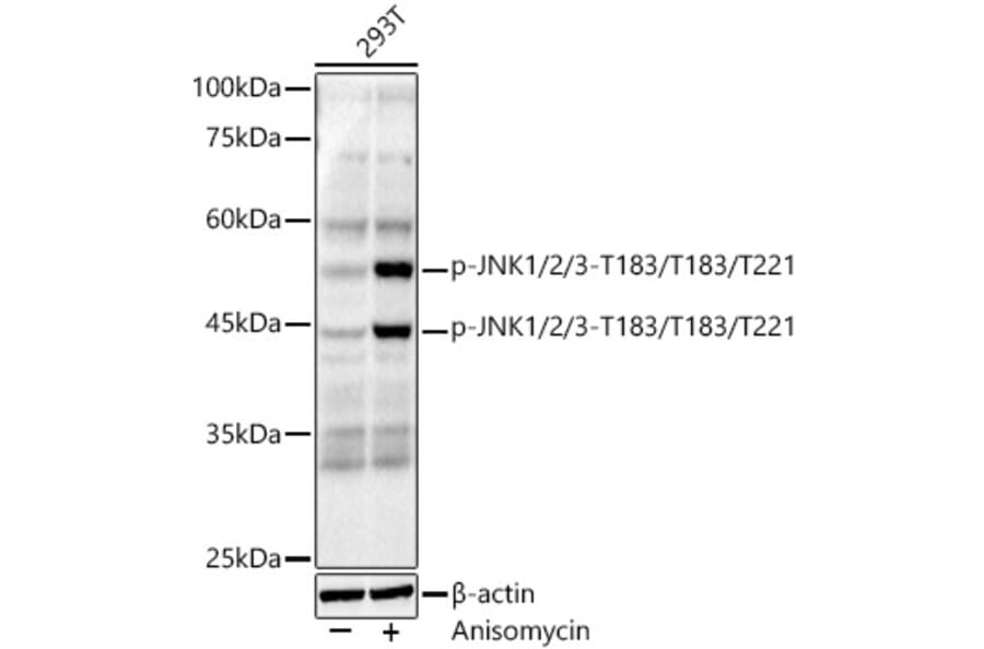 Western Blot - Anti-JNK1 + JNK2 + JNK3 (phospho Thr183 + Thr183 + Thr221) Antibody [ARC0193] (A80452) - Antibodies.com