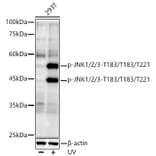 Western Blot - Anti-JNK1 + JNK2 + JNK3 (phospho Thr183 + Thr183 + Thr221) Antibody [ARC0193] (A80452) - Antibodies.com