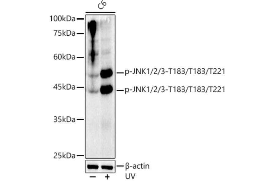 Western Blot - Anti-JNK1 + JNK2 + JNK3 (phospho Thr183 + Thr183 + Thr221) Antibody [ARC0193] (A80452) - Antibodies.com