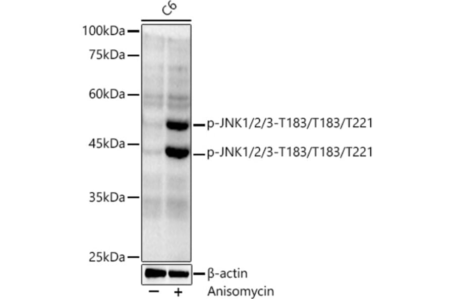 Western Blot - Anti-JNK1 + JNK2 + JNK3 (phospho Thr183 + Thr183 + Thr221) Antibody [ARC0193] (A80452) - Antibodies.com