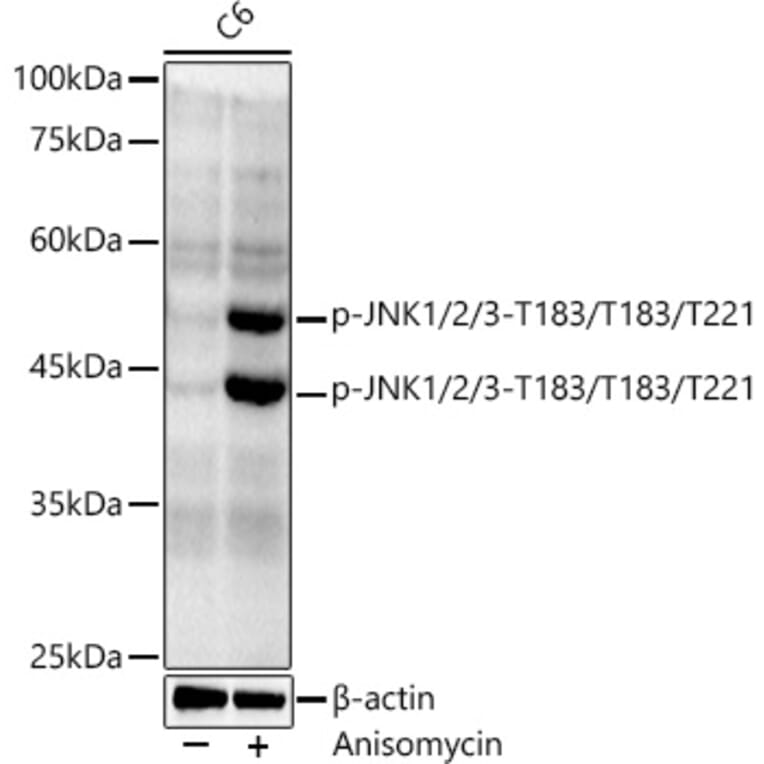 Western Blot - Anti-JNK1 + JNK2 + JNK3 (phospho Thr183 + Thr183 + Thr221) Antibody [ARC0193] (A80452) - Antibodies.com