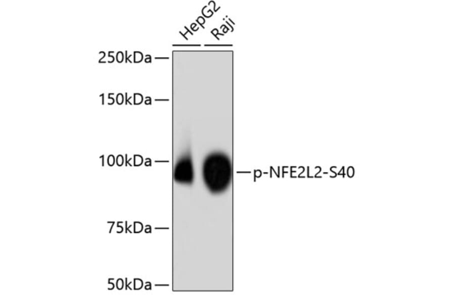 Western Blot - Anti-NFE2L2 (phospho S40) Antibody (AP0634) - Antibodies.com