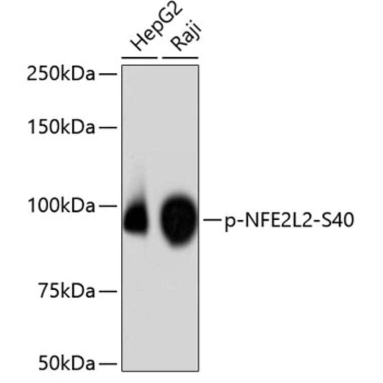Western Blot - Anti-NFE2L2 (phospho S40) Antibody (AP0634) - Antibodies.com