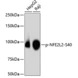 Western Blot - Anti-NFE2L2 (phospho S40) Antibody (AP0634) - Antibodies.com