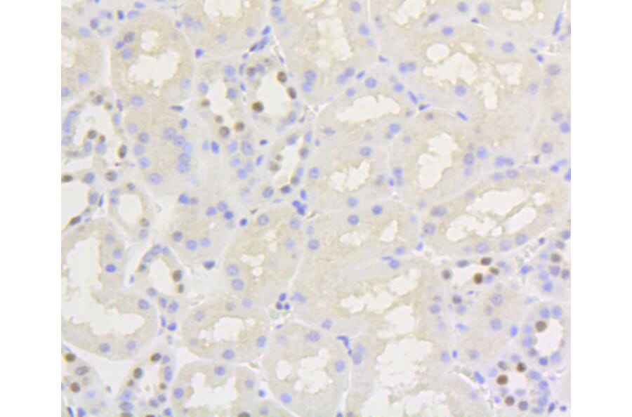 Immunohistochemistry - Anti-NFE2L2 (phospho S40) Antibody (AP0634) - Antibodies.com