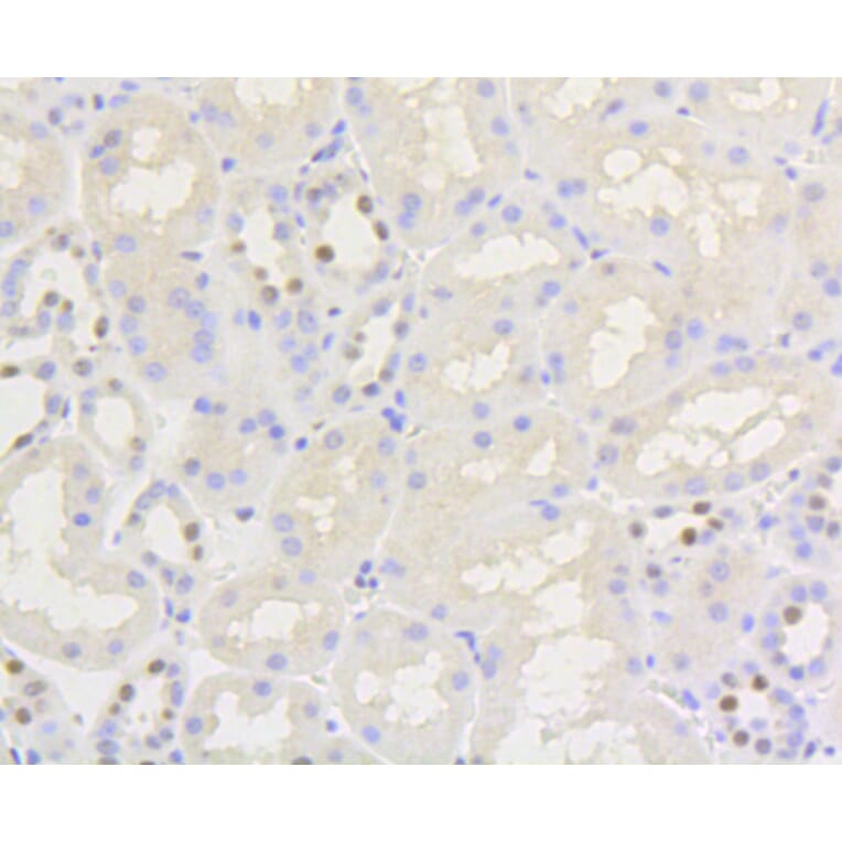 Immunohistochemistry - Anti-NFE2L2 (phospho S40) Antibody (AP0634) - Antibodies.com