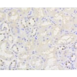 Immunohistochemistry - Anti-NFE2L2 (phospho S40) Antibody (AP0634) - Antibodies.com