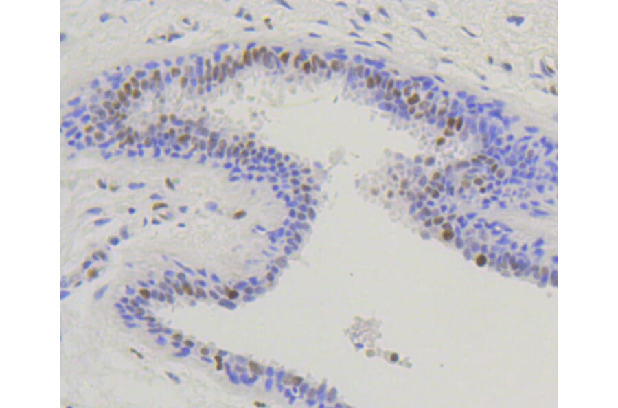 Immunohistochemistry - Anti-NFE2L2 (phospho S40) Antibody (AP0634) - Antibodies.com