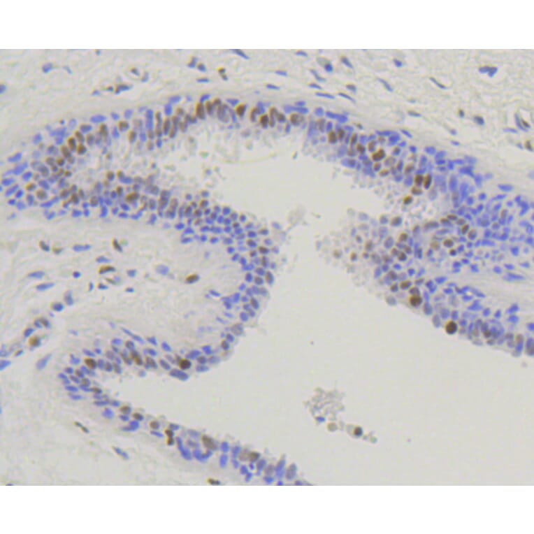 Immunohistochemistry - Anti-NFE2L2 (phospho S40) Antibody (AP0634) - Antibodies.com