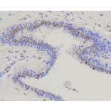 Immunohistochemistry - Anti-NFE2L2 (phospho S40) Antibody (AP0634) - Antibodies.com