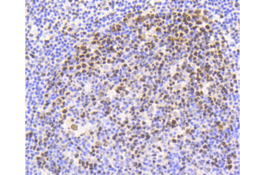 Immunohistochemistry - Anti-NFE2L2 (phospho S40) Antibody (AP0634) - Antibodies.com