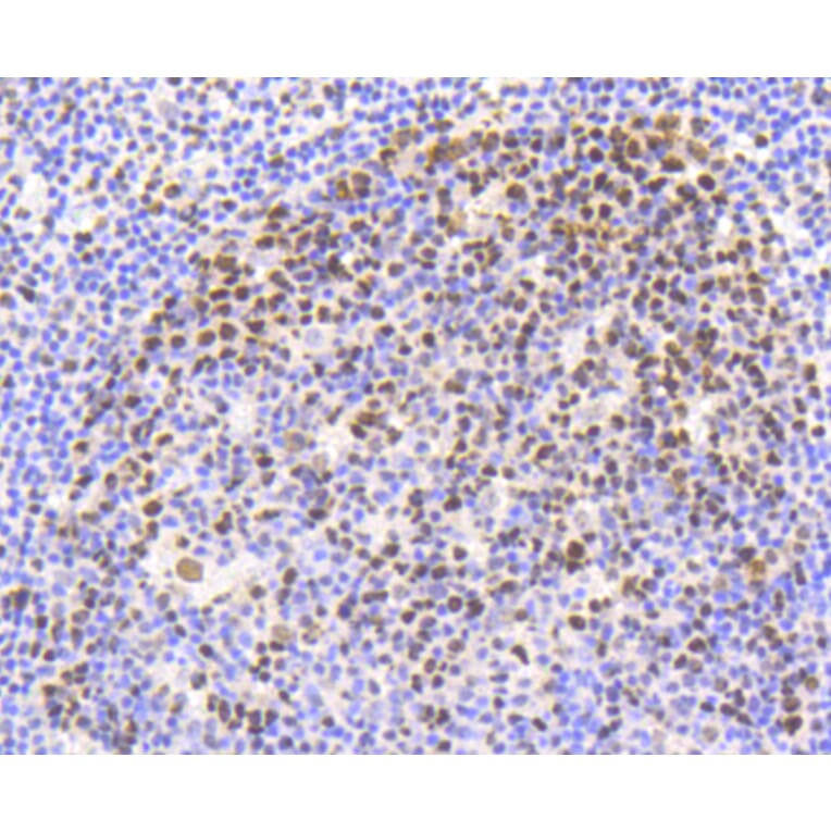 Immunohistochemistry - Anti-NFE2L2 (phospho S40) Antibody (AP0634) - Antibodies.com