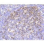 Immunohistochemistry - Anti-NFE2L2 (phospho S40) Antibody (AP0634) - Antibodies.com