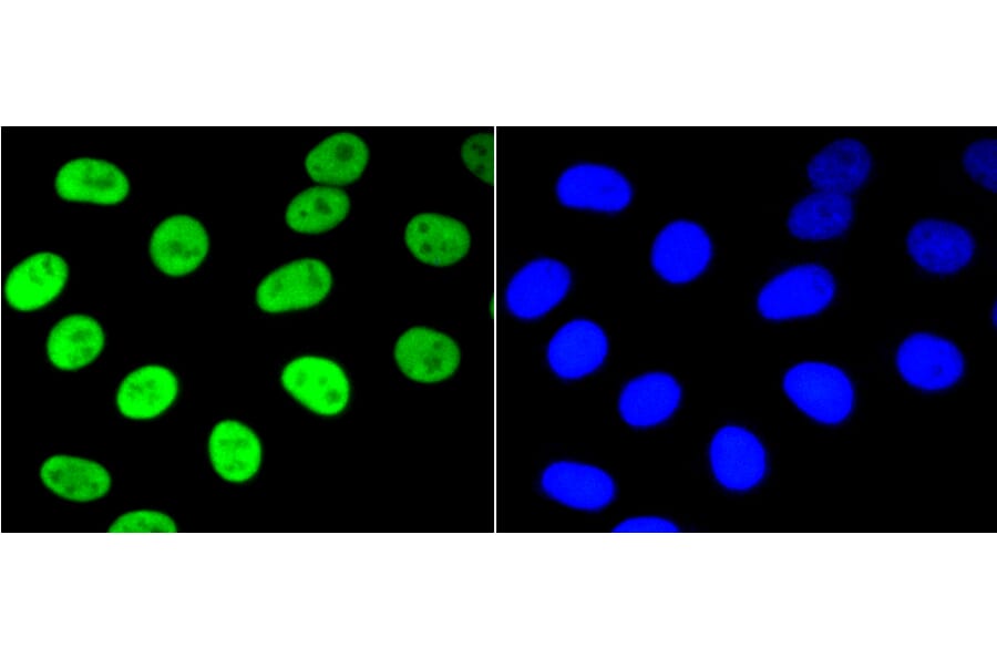 Immunofluorescence - Anti-NFE2L2 (phospho S40) Antibody (AP0634) - Antibodies.com