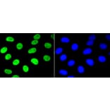 Immunofluorescence - Anti-NFE2L2 (phospho S40) Antibody (AP0634) - Antibodies.com