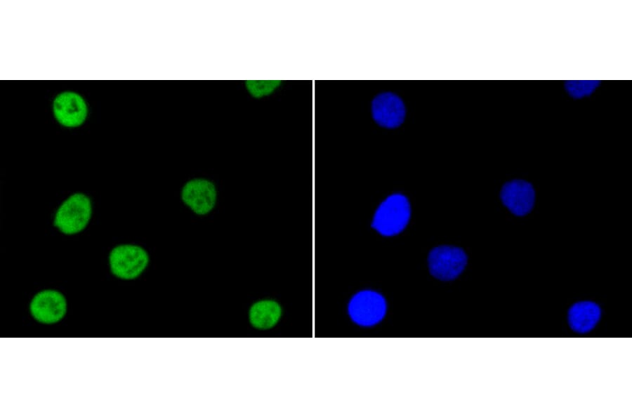 Immunofluorescence - Anti-NFE2L2 (phospho S40) Antibody (AP0634) - Antibodies.com