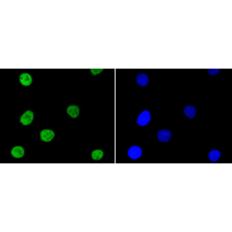 Immunofluorescence - Anti-NFE2L2 (phospho S40) Antibody (AP0634) - Antibodies.com