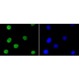 Immunofluorescence - Anti-NFE2L2 (phospho S40) Antibody (AP0634) - Antibodies.com