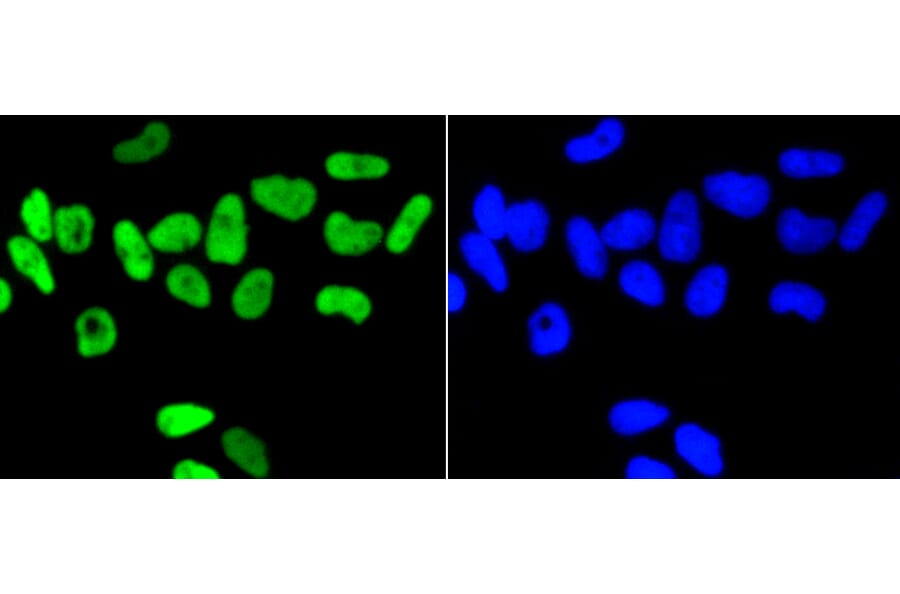 Immunofluorescence - Anti-NFE2L2 (phospho S40) Antibody (AP0634) - Antibodies.com