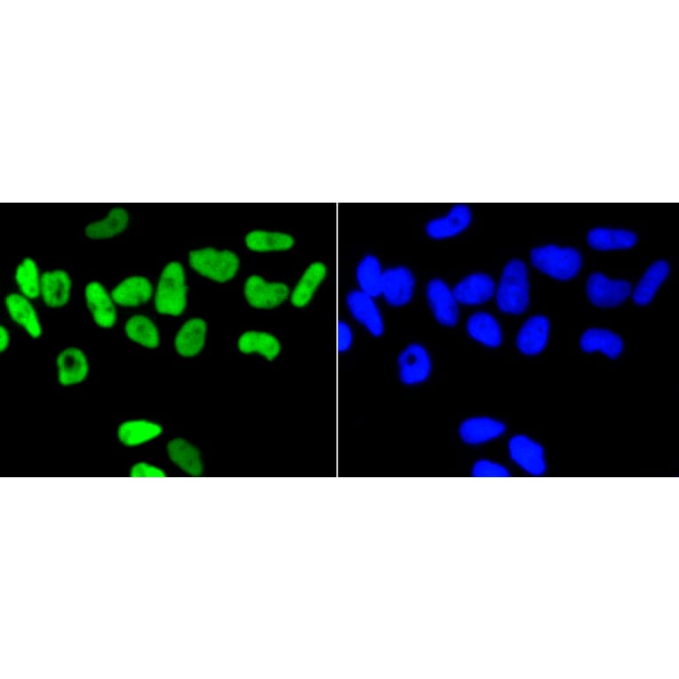 Immunofluorescence - Anti-NFE2L2 (phospho S40) Antibody (AP0634) - Antibodies.com