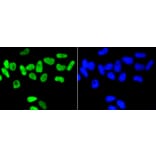 Immunofluorescence - Anti-NFE2L2 (phospho S40) Antibody (AP0634) - Antibodies.com