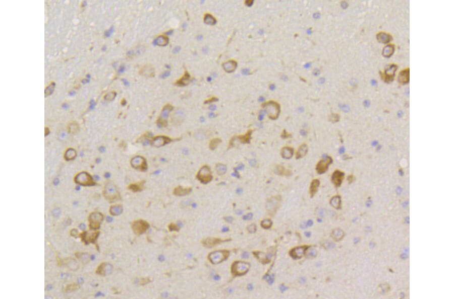 Immunohistochemistry - Anti-eIF2α (phospho S51) Antibody (AP0635) - Antibodies.com