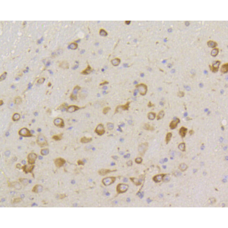 Immunohistochemistry - Anti-eIF2α (phospho S51) Antibody (AP0635) - Antibodies.com