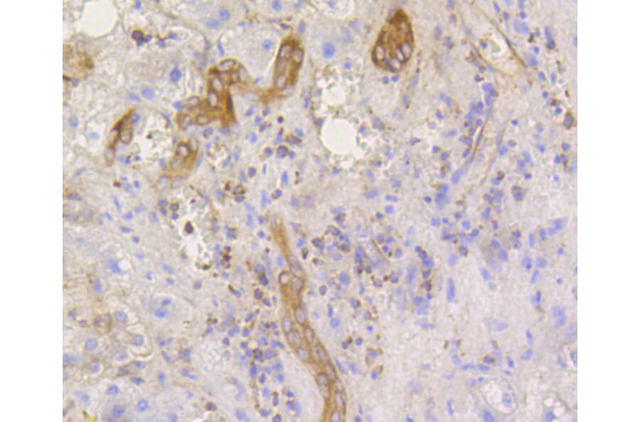 Immunohistochemistry - Anti-eIF2α (phospho S51) Antibody (AP0635) - Antibodies.com