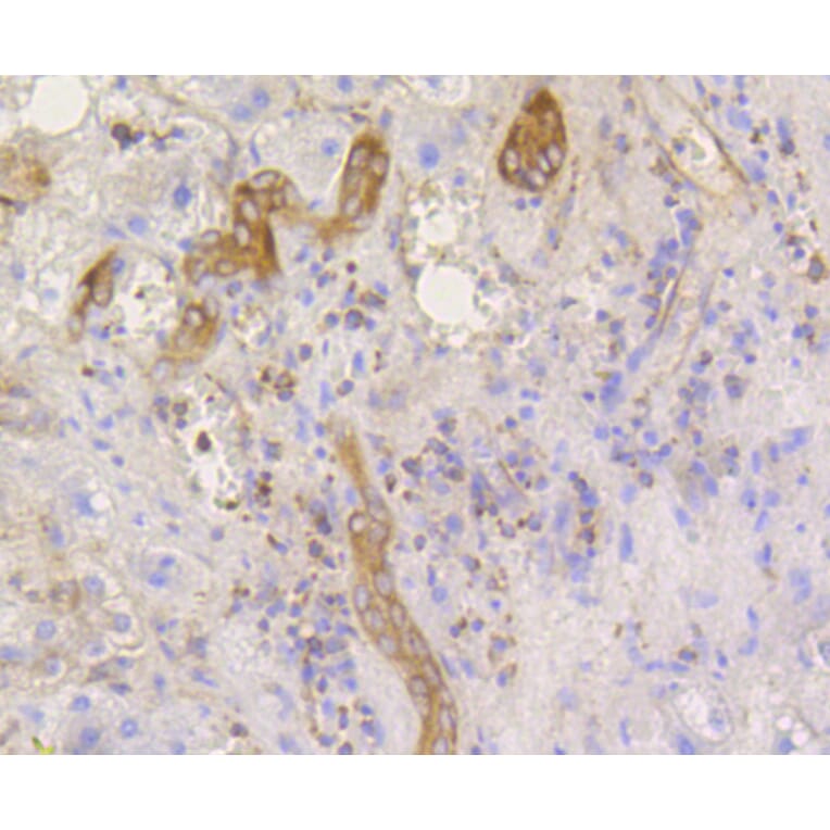Immunohistochemistry - Anti-eIF2α (phospho S51) Antibody (AP0635) - Antibodies.com