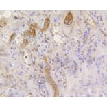 Immunohistochemistry - Anti-eIF2α (phospho S51) Antibody (AP0635) - Antibodies.com