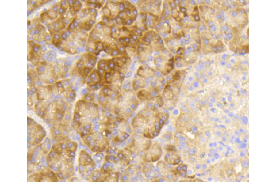 Immunohistochemistry - Anti-eIF2α (phospho S51) Antibody (AP0635) - Antibodies.com