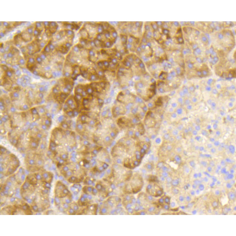 Immunohistochemistry - Anti-eIF2α (phospho S51) Antibody (AP0635) - Antibodies.com