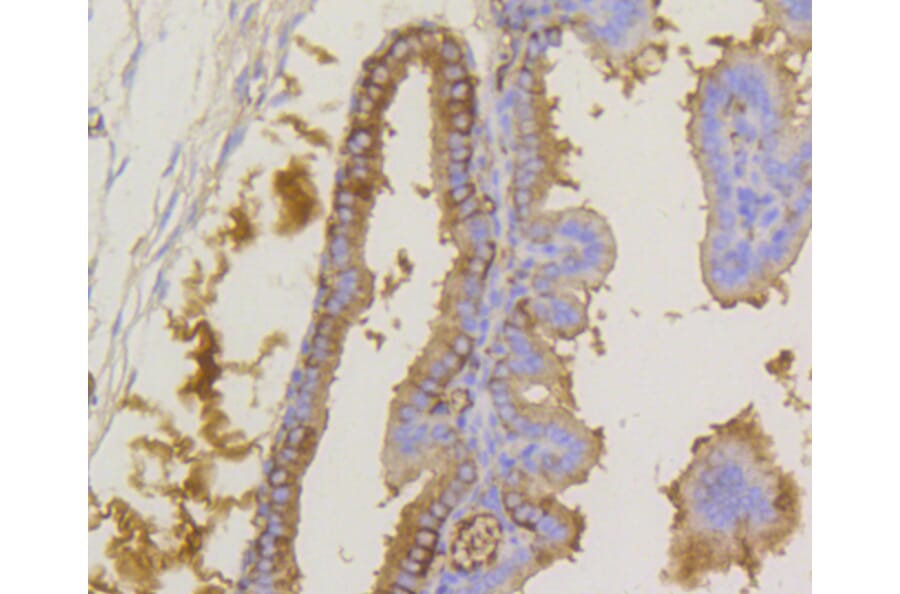 Immunohistochemistry - Anti-eIF2α (phospho S51) Antibody (AP0635) - Antibodies.com