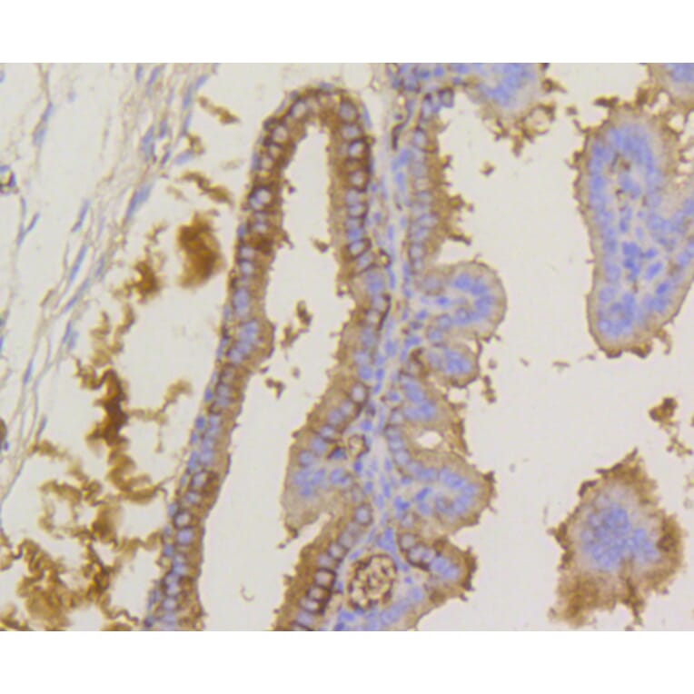 Immunohistochemistry - Anti-eIF2α (phospho S51) Antibody (AP0635) - Antibodies.com