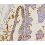Immunohistochemistry - Anti-eIF2α (phospho S51) Antibody (AP0635) - Antibodies.com
