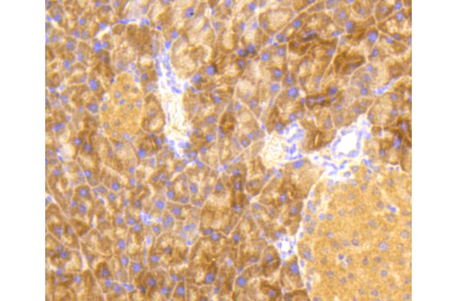 Immunohistochemistry - Anti-eIF2α (phospho S51) Antibody (AP0635) - Antibodies.com