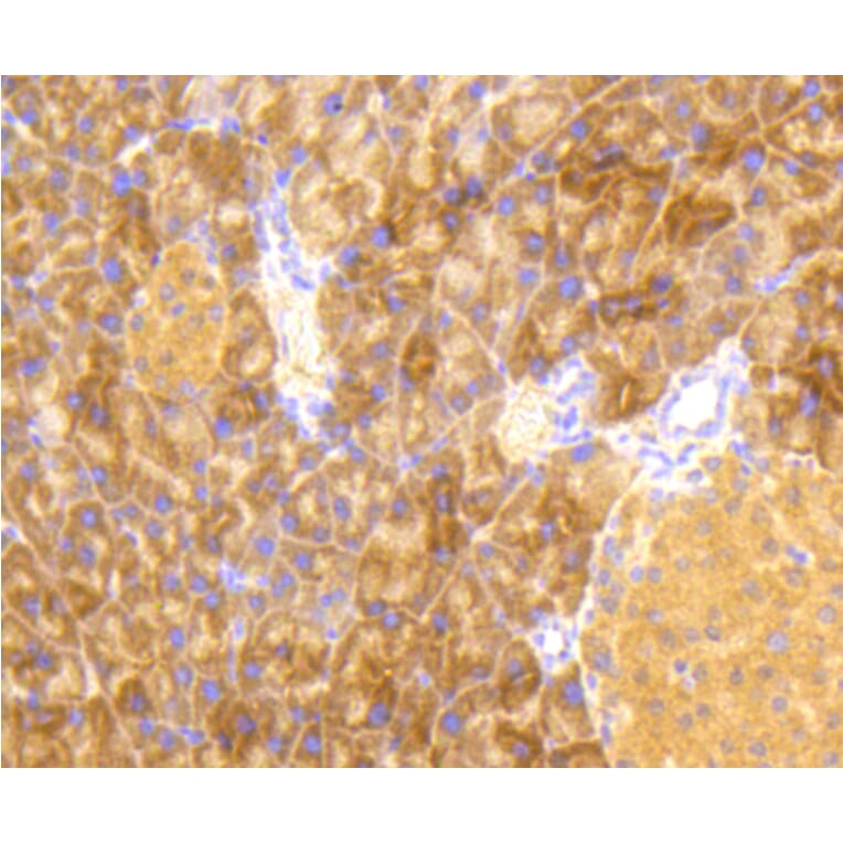 Immunohistochemistry - Anti-eIF2α (phospho S51) Antibody (AP0635) - Antibodies.com