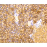 Immunohistochemistry - Anti-eIF2α (phospho S51) Antibody (AP0635) - Antibodies.com