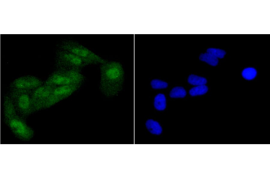 Immunofluorescence - Anti-eIF2α (phospho S51) Antibody (AP0635) - Antibodies.com