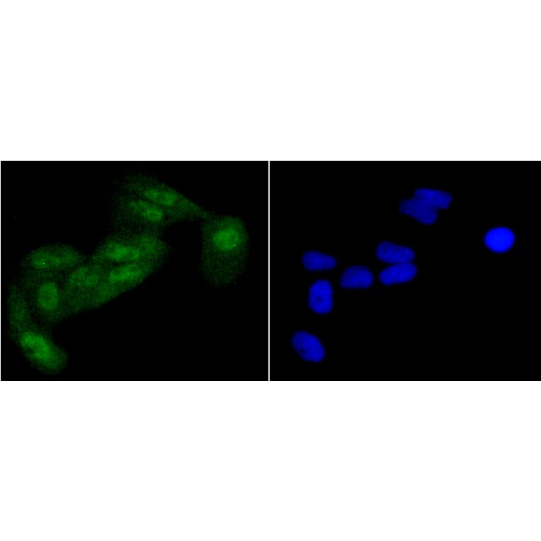 Immunofluorescence - Anti-eIF2α (phospho S51) Antibody (AP0635) - Antibodies.com