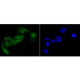 Immunofluorescence - Anti-eIF2α (phospho S51) Antibody (AP0635) - Antibodies.com