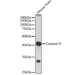 Western Blot - Anti-Caspase-9 Antibody [ARC5016-10] (A80462) - Antibodies.com