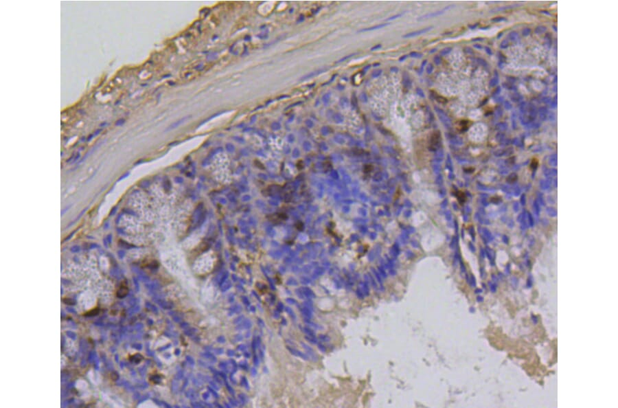 Immunohistochemistry - Anti-Histone H1.3 (phospho T17) + Histone H1.4 (phospho T17) Antibody (AP0638) - Antibodies.com