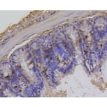 Immunohistochemistry - Anti-Histone H1.3 (phospho T17) + Histone H1.4 (phospho T17) Antibody (AP0638) - Antibodies.com