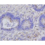 Immunohistochemistry - Anti-Histone H1.3 (phospho T17) + Histone H1.4 (phospho T17) Antibody (AP0638) - Antibodies.com