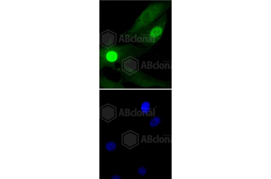 Immunofluorescence - Anti-Histone H1.3 (phospho T17) + Histone H1.4 (phospho T17) Antibody (AP0638) - Antibodies.com