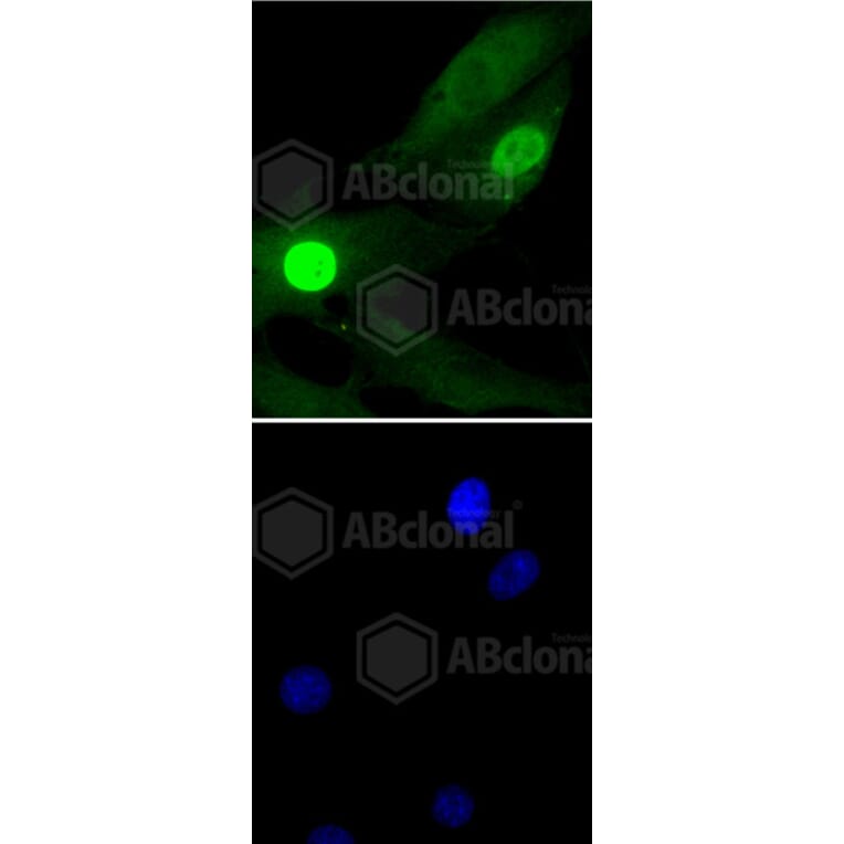 Immunofluorescence - Anti-Histone H1.3 (phospho T17) + Histone H1.4 (phospho T17) Antibody (AP0638) - Antibodies.com